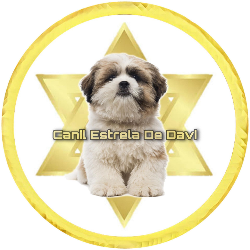 Canil de Shih Tzu